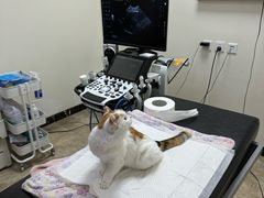 -美联众合动物医院·24h转诊中心