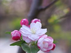 -海棠花溪(元大都城垣遗址公园)