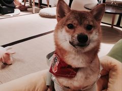 -逗柴咖啡屋·狗咖猫咖宠物桌游