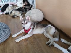 -Husky Go! 哈士奇体验馆·宠物咖啡厅狗咖