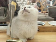 -袖虎·猫馆(体育西路店)