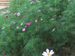 -大塘金香草谷