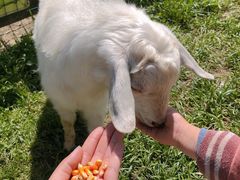 -田园东方蜜桃村的田野营地