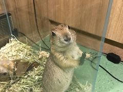 -藦茜花园宠物主题亲子互动体验馆(国顺东路店)