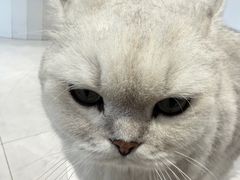 -关爱宠物医院·猫科中心·消化科(滨湖万达分院)