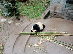 -都江堰中华大熊猫苑