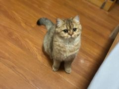 -艾吉宠物医院·疑难杂症转诊中心·猫友好(碧江路院)