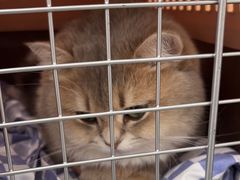 -瑞派·关忠动物医院·猫专科·犬专科(三环新城店)