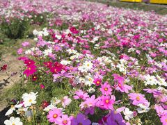 -径山花海