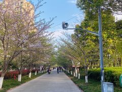 -高东镇樱花园
