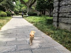 -南京中国近代史遗址博物馆(南京总统府)