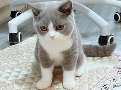 -猫大福·Fortune Cat猫舍(百子湾店)