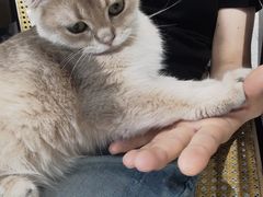 -琪喵猫屋·撸猫猫咖·猫舍