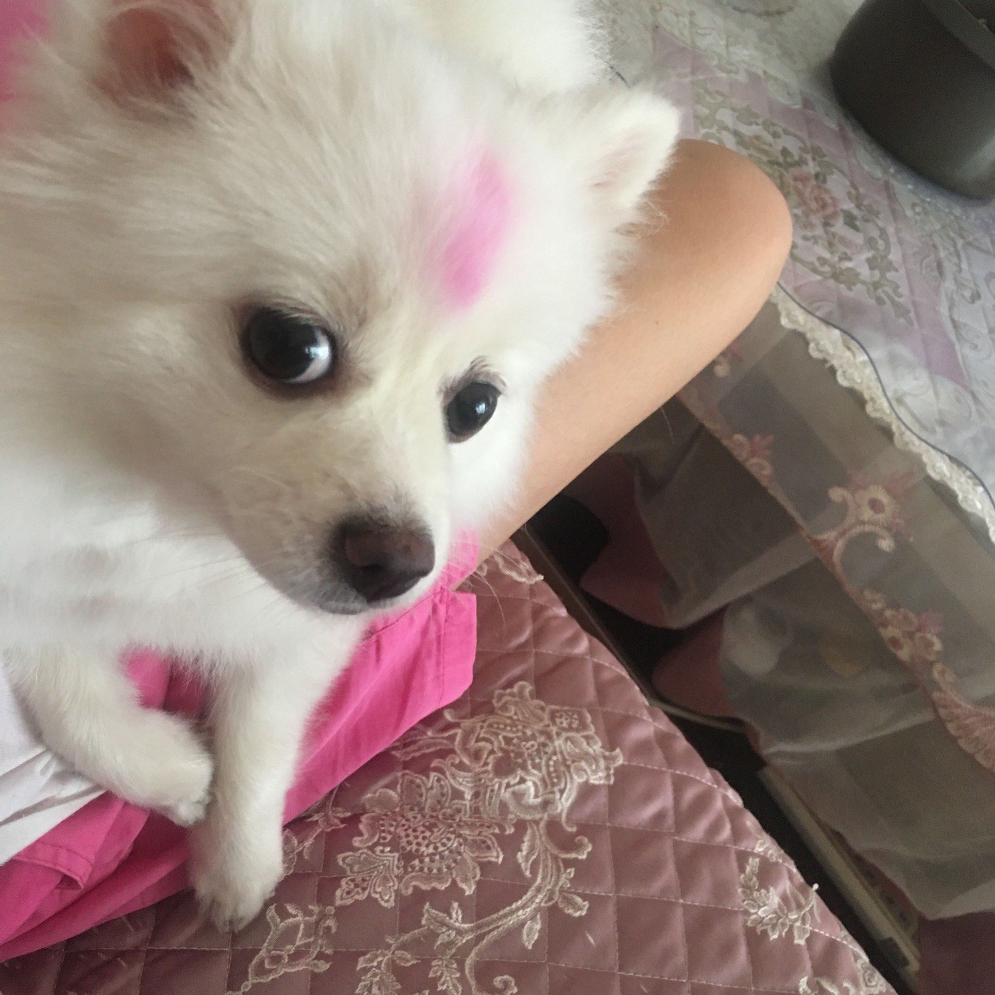 小美狗!