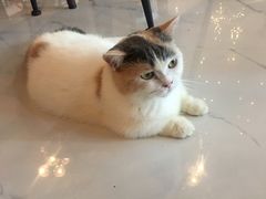 -猫爷宠物生活馆·撸猫馆