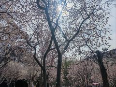 -桃花堤公园