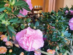 -溪岸路花鸟市场