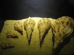 -亚龙湾中心广场·贝壳馆