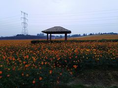 -紫颐香薰山谷景区