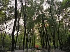 -柳浪闻莺公园