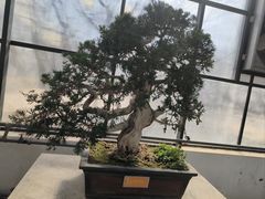 -石家庄市植物园