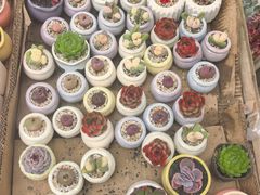 -龙大花卉苗木市场