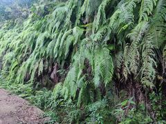 -海南热带雨林国家公园吊罗山景区