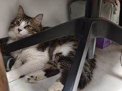 -芭比堂动物医院广州顽皮分院