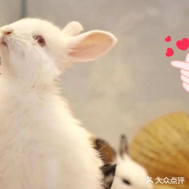 这家萌宠乐园也太棒了吧，还可以抱抱小动物！