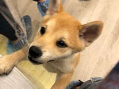 -浣熊柯尔鸭土拨鼠·电玩咖