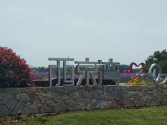 -西京湾花海