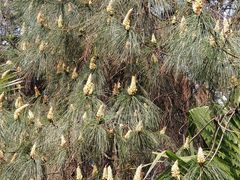 -铁山坪森林公园