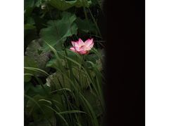 -陶辛水韵