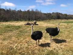 -威勒比开放式动物园