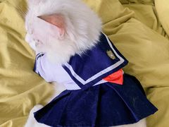 -Bastet sally猫舍购宠(静安店)