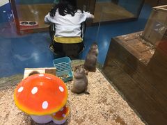 -龟与熊猫宠物公园(南坪店)
