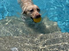 -趣玩宠物乐园寄养训犬训狗游泳池