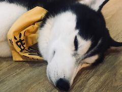 -Husky Go! 哈士奇体验馆·宠物咖啡厅狗咖