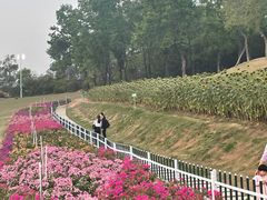 -紫马岭公园