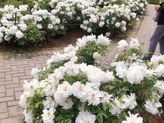 -洛阳市隋唐城遗址植物园