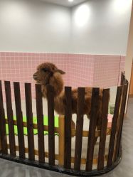 -Moni星球萌宠·小马宝莉·灵蛇·高端高阶全萌宠互动体验俱乐部(红豆国际广场店)