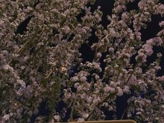 -海棠花溪(元大都城垣遗址公园)