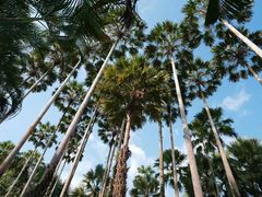 -中国科学院西双版纳热带植物园