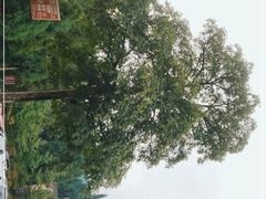 -武陵山森林公园
