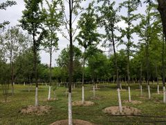 -永定河休闲森林公园