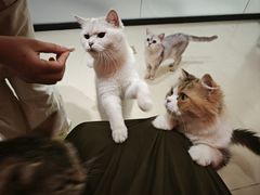 -三花喵·撸猫购宠·宠物生活馆(虹桥南丰城店)