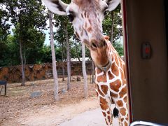 -清迈夜间动物园