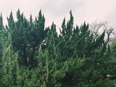 -武汉大学-樱园