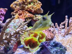 -上海海洋水族馆