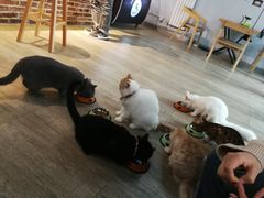 -猫咪咖啡·猫咖(万达广场店)